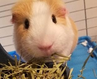 a tan and white guinea pig is eating grass in his blue cage